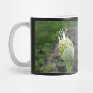 Green Onion Blossom 1 Mug